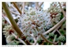 Close-up of white flowers in an umbel