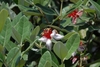 Ovate leathery green opposite leaves on a stem