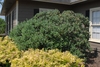 Round dense habit of a mature tree - green leaves & pink flowers