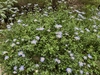 bushy groundcover with pale blue daisy "flowers"