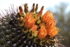 A cylindrical, spiny cactus with several orange flowers.