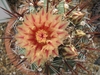 A potted cactus with a single large orange flower.