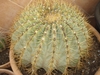 A cylindrical, spiny cactus.