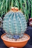 A potted barrel-shaped, glaucus cactus with yellow flowers.