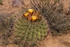 A spiny, barrel-shaped cactus in dry, rocky habitat.