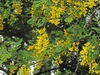 Flowers in May in Abruzzo in Italy