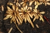 Excavated roots bearing clusters of finger-like tubers