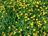 Ground covered with the plant and many yellow flowers.
