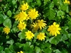 A cluster of yellow flowers with many petals.