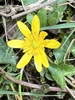 Close up of flower showing many petals and stamens