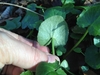 Fingers showing underside of cordate leaf.