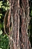 Long aerial roots of a fig species