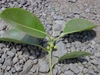 Ficus elastica