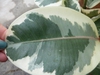 Ficus elastica