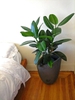 Ficus elastica