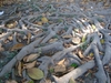 Ficus elastica