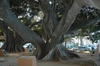 Ficus elastica