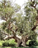 Large old fig tree