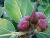 Oblong purple fruits
