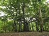 large tree in native setting