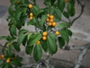 Fruit