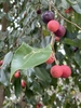Ripening fruits