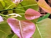 Leaves of the common fig