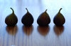 Ficus carica 'Brown Turkey'