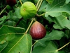 Ficus carica 'Brown Turkey'
