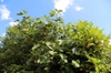 Ficus carica 'Brown Turkey' leaves, branches, and fruit