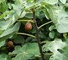 Ficus carica 'Celeste'