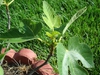 Ficus carica 'Celeste'