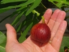 Ficus carica 'Magnolia'