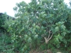 Form