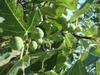 Ficus carica fruit and leaves
