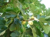 Ficus carica fruit