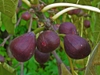 Ficus carica fruit