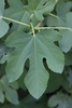 Palmate leaf