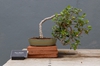 Bonsai