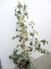 Form