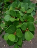 Leaves and fruit