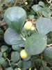 Leaves and fruit