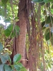 Brown trunk and hanging aerial roots