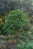 Form