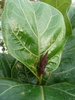 Ficus lyrata bud