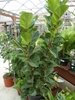 Ficus lyrata in pots