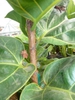 Ficus lyrata stem 