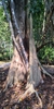 Trunk of the tree in native habitat