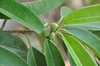 Fruits