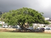 A large tree with a broad, umbrella-like canopy